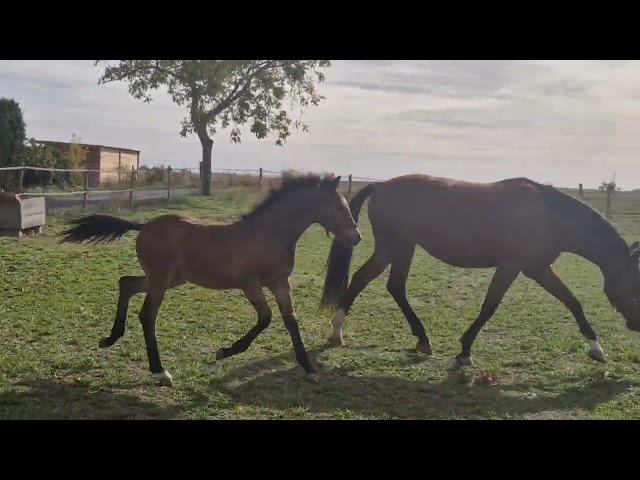 Poulain male PFS par Very star kerveyer
