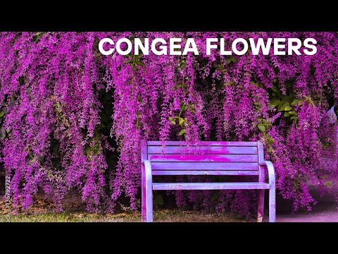 Congea  flowers, Suitable for compund wall
