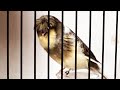 Best Canary Singing | Your canary will sing in 60 minutes | Gloster Canary