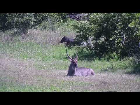 Djuma: Waterbuck bull resting acros the dam - 10:16 - 11/05/2023