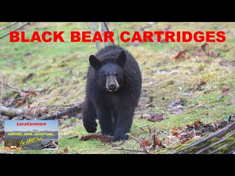 BEST Black BEAR CARTRIDGES (Top 5)