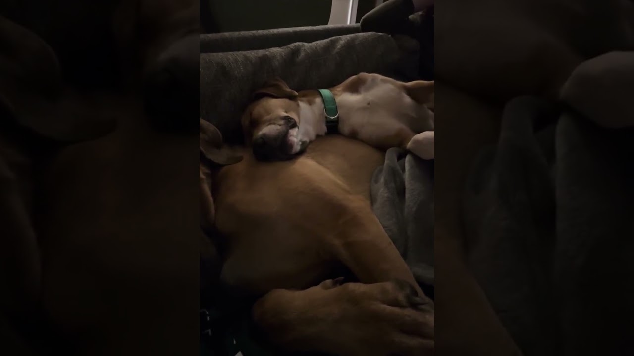 Enlarge Bigsby, an adopted mixed breed in Wilkesboro, NC video 5/6