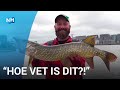 Monstervis gevangen bij de Amsterdamse pont