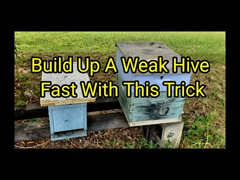 Build Up Weak Hive Fast With This Trick