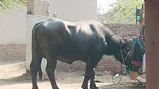 Download lagu https://youtu.be/P88gqQQX4Uk?si=3W5pkw_XUM0Gok0M mp3 Download lagu https://youtu.be/P88gqQQX4Uk?si=3W5pkw_XUM0Gok0M mp3