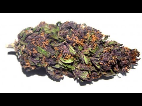 Smoking Weed - Marijuana - Cannabis - Drug Free (NECRO)