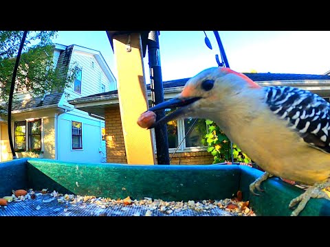 Autumn Bird Feeder Cam