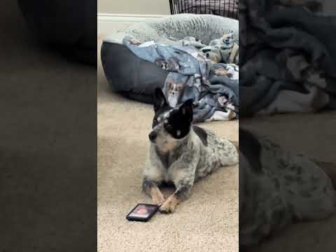 Un chien regarde un tiktok sur un téléphone intelligent