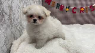 ハーフ犬の動画01