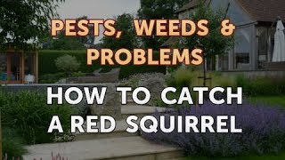 How to Catch a Red Squirrel
