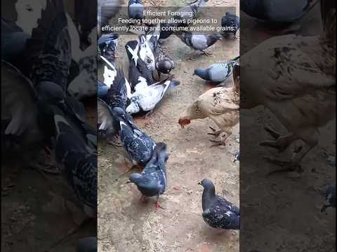 How Pigeons Feed Together: Social Behavior, Safety, Efficiency, and Bonding #pigeons #birds #Hen