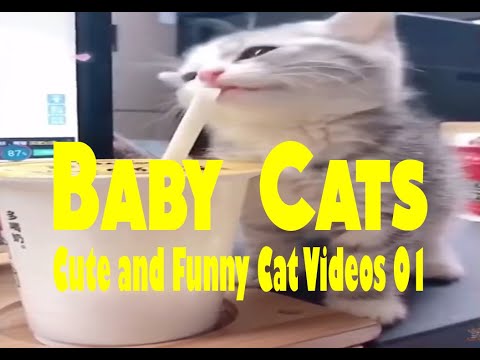 Baby Cats   Cute and Funny Cat Videos 01
