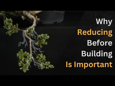 Semi-Cascade Juniper Bud and Branch Selection