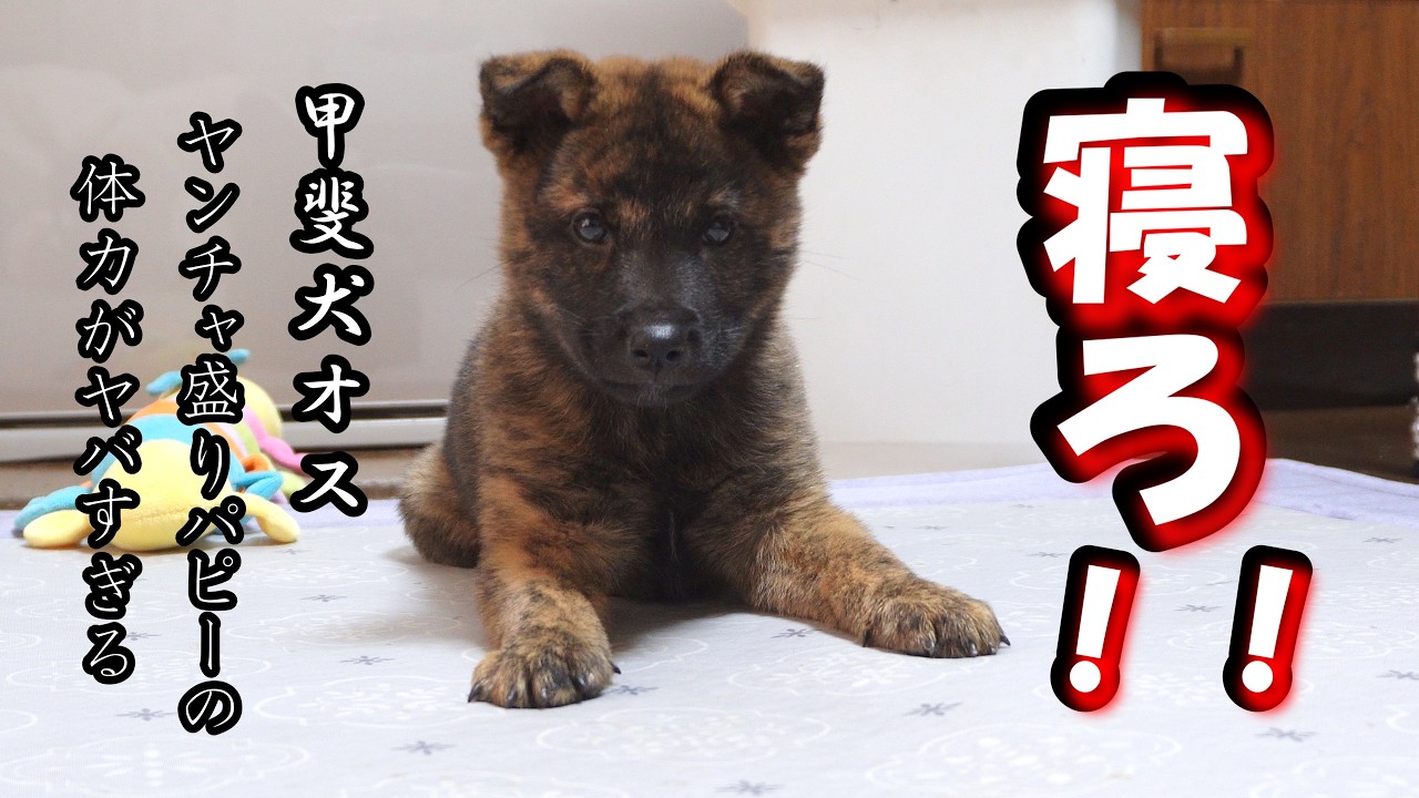 甲斐犬オス子犬の体力の限界に付き合ってみたら凄まじ過ぎました