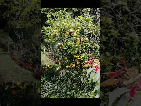 Se vende finca Supatá