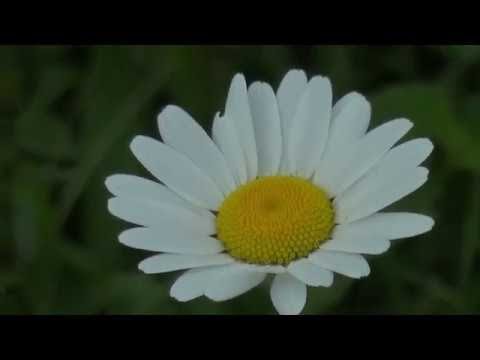 Letife Cesmeli Bas Saritel "Hardan Alim"