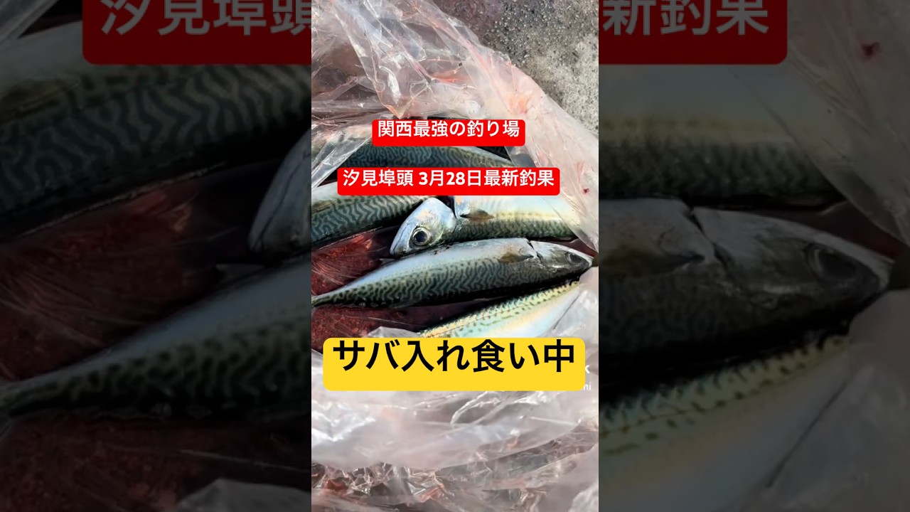 関西最強の釣り場、汐見埠頭の最新釣果情報 #shorts #short #汐見埠頭