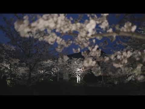 やまぐち映像図鑑 NO.160 一の坂川（桜）［山口市］ | Ichinosaka River Cherry Blossoms  [ Yamaguchi-city ]