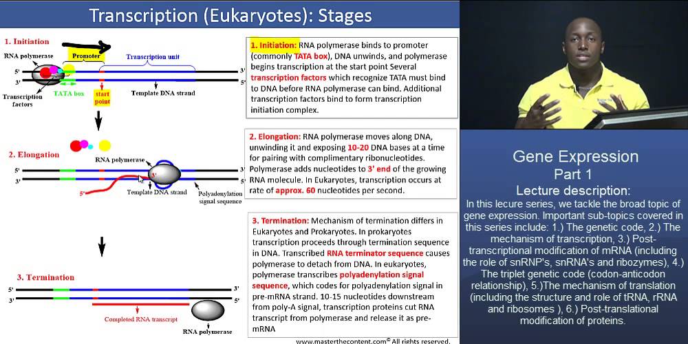 MCAT®: The Expression of Genes - Part 2 - Stages of Eukaryotic Transcription