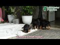 Yorkshire Terrier dogs for sale: Lucky - Video 1