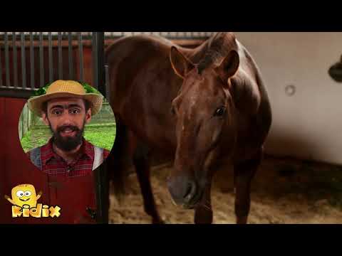 FERMA ANIMALELOR - CALUL