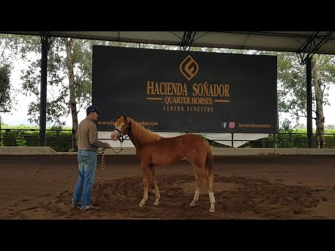Open House de la Asociación Mexicana de Caballos de Cala - Potrillada