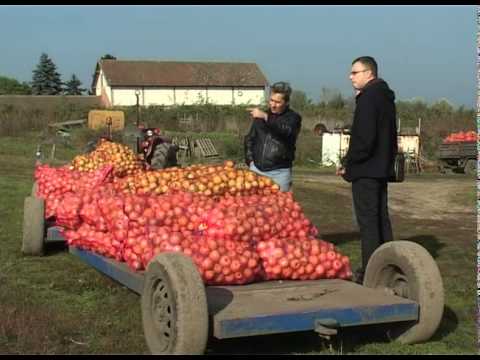 Prinos jabuke i do 100 tona po hektaru