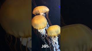 Download lagu SANGAT INDAH CIPTAANNYA  #ustazahasmaharun #uahsahabatduniaakhirat #fyp #dakwah mp3