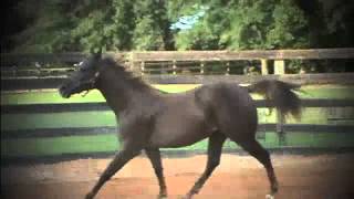 Sister Hannah- Western Pleasure Horse for Sale