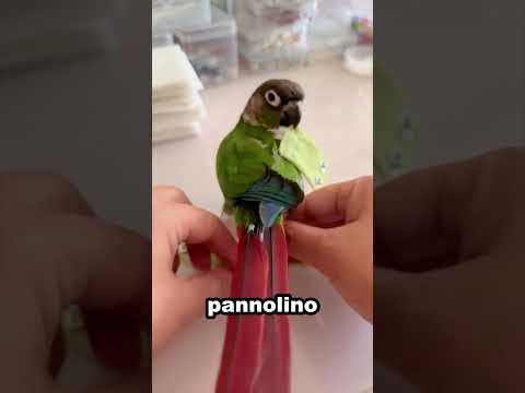 Il pappagallo che indossa il pannolino per volare in casa 🦜