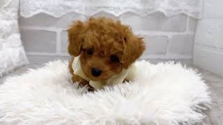 トイプードルの動画01