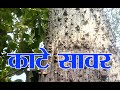 काटे सावर