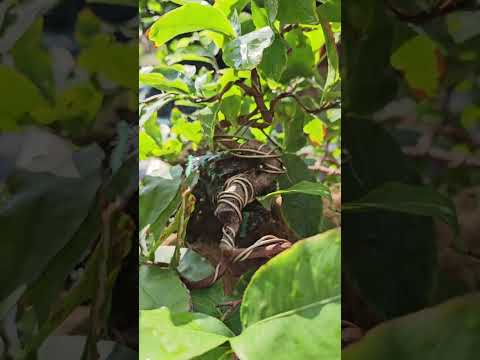 🔴 QBS23471 - NGÀY 25 THÁNG 8AL CÂY MAI CÚC  ZIN MIỀN BẮC NỞ BÔNG GIÓ | CHĂM SÓC MAI VÀNG MIỀN BẮC