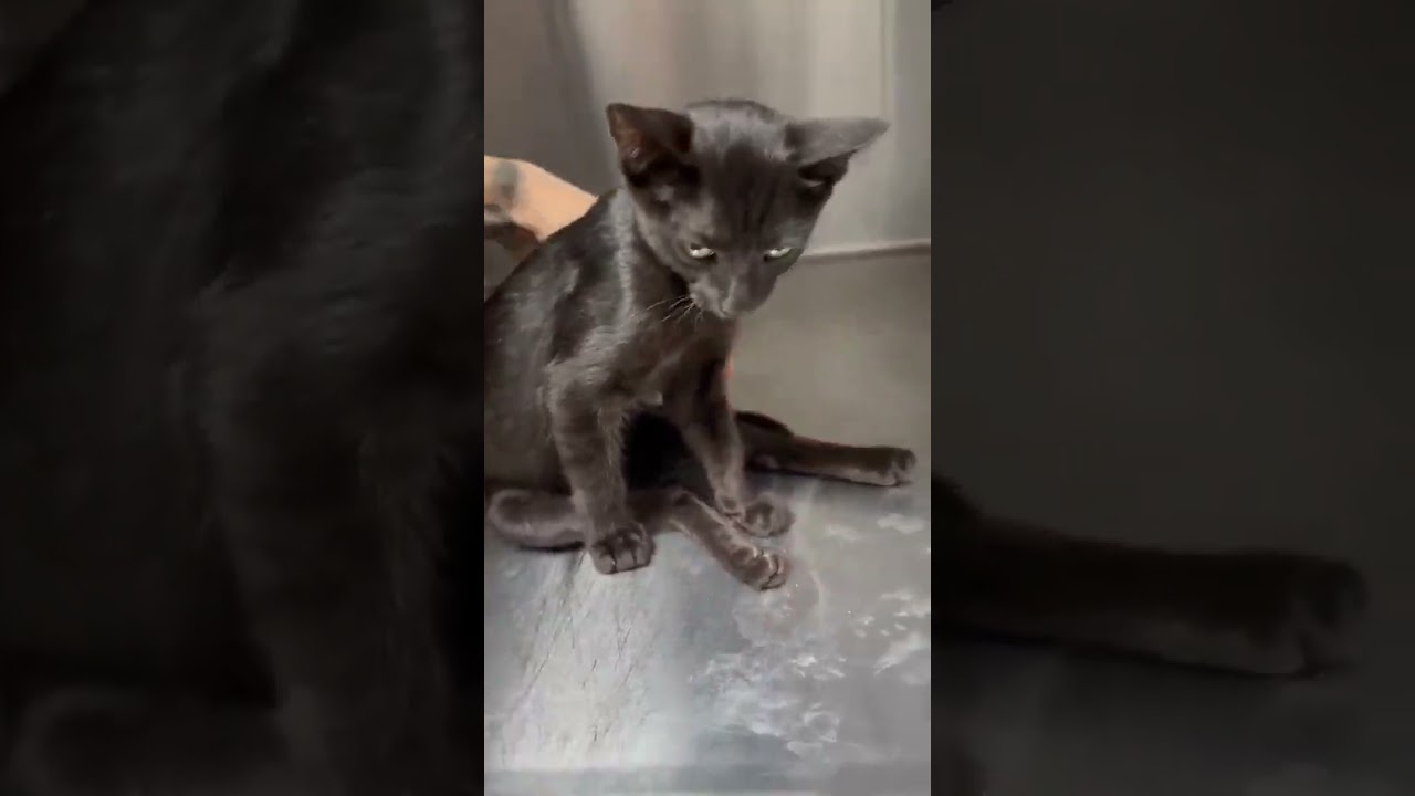 Birons video