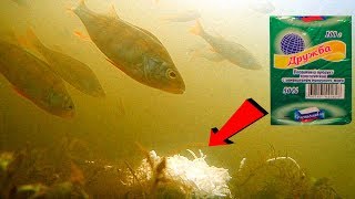 Сыр как наживка для ловли рыбы