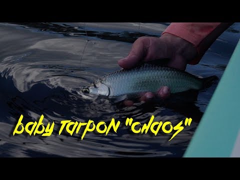 Catching Insane Baby Tarpon with Fly Rods