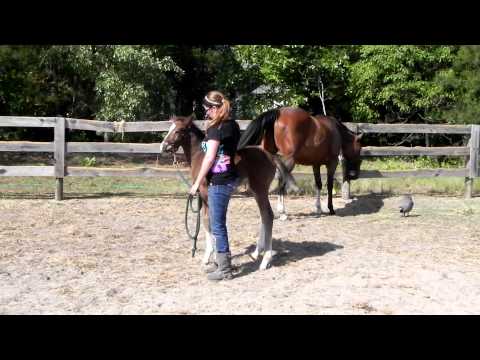 A guide to foal training. How to develop your foal from the start with proper handling .