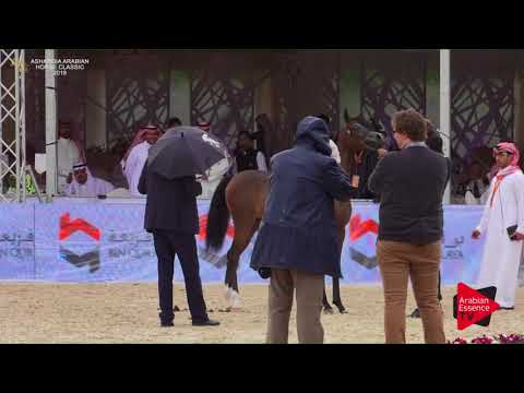 N.19 OXOTICA AL KHALED - Asharqia Classic 2018