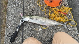 念願の青物が釣れました😭