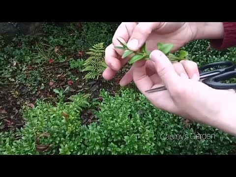 Ash Log Flower Planters for *SALE * - Image 2