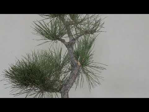 JAPANESE BLACK PINE IN FALL OF 2021 #4