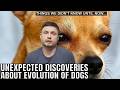 Bizarre Discoveries About Evolution of Dogs in the Last 50,000 Years DEFAULT Thumbnail