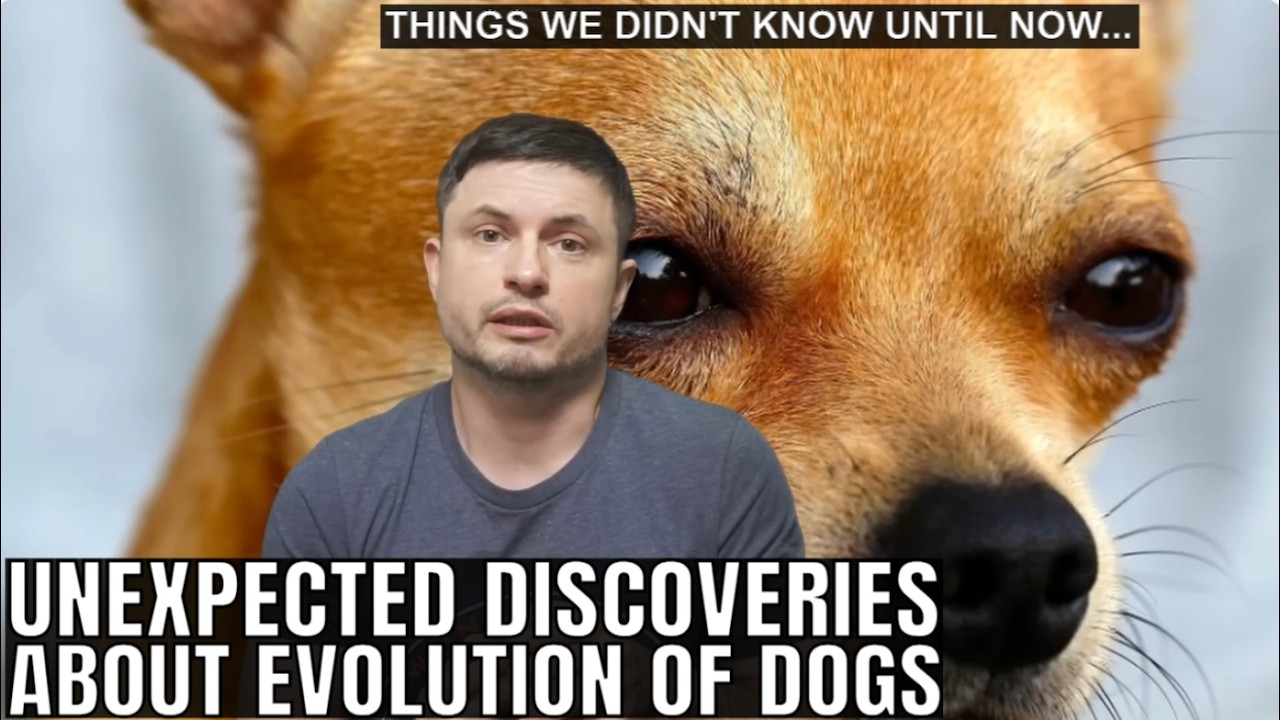 Bizarre Discoveries About Evolution of Dogs in the Last 50,000 Years