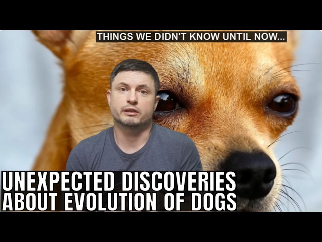 Bizarre Discoveries About Evolution of Dogs in the Last 50,000 Years SDDEFAULT Thumbnail