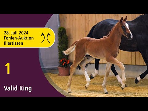 1 Valid King v. Va Bene - De Niro Fohlen-Auktion Illertissen am 28. Juli