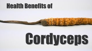 Cordyceps