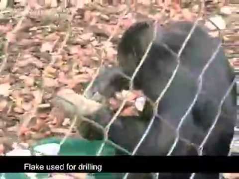 New Scientist TV  Best videos of 2012  Bonobo genius makes stone tools