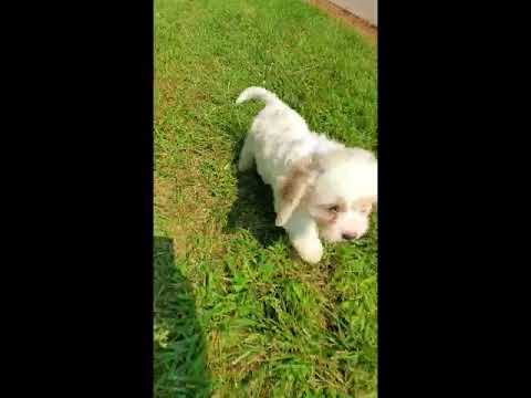 Diva - Cavachon puppy for sale