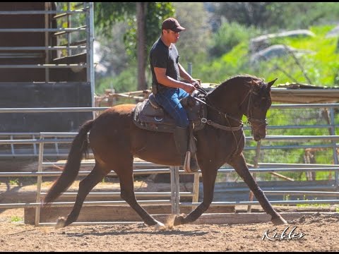 **For Sale** Bay PRE Mare - Dressage Prospect!