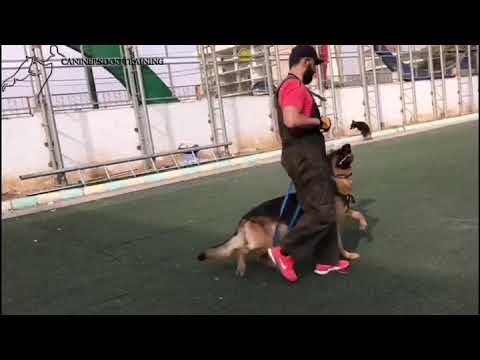 Nassar (Sadi) vom Naisshof & Nike Vikar Some morning fun with the boys.